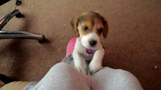 Beagle pup doing the famous head tilt to me whistling  10 weeks old [upl. by Mariko]