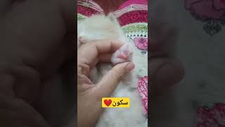 cat cuteanimals cats kitten hungrykittens catlover cutepets kittenpersiancatsofinstagram [upl. by Helen]