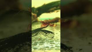 Beautiful Red Shrimps 🦐🦐🦞🦞🦐 fish shrimps fishvideo 4k shorts shortfeed [upl. by Tyrrell]