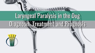 Laryngeal Paralysis in the Dog [upl. by Ponce902]