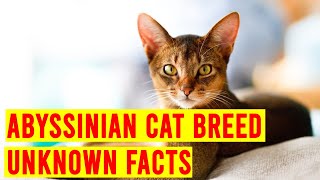 Abyssinian Cat Breed 7 Things To Know Before Buying One All Cats [upl. by Hibbs]