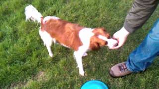 Kooikerhondje Kooiker Dog Catching Frisbee Fetching and Swimming [upl. by Camella]