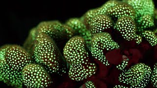 Fluorescent Coral Glows in the Depth of the Ocean  BBC Earth [upl. by Docia797]