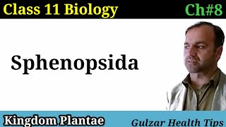 Sphenopsida  kingdom plantae  class 11th Biology [upl. by Reiche]