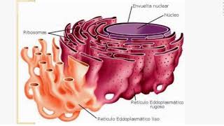 Role du Réticulum Endoplasmique et de lappareil de Golgi [upl. by Norrie]