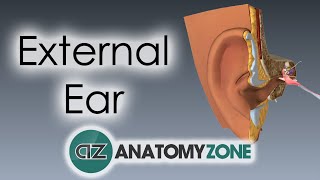 External Ear  Anatomy Tutorial [upl. by Lali511]