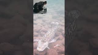 Ice Fishing for Burbot Awesome Underwater Camera Strike icefishing burbot albertaangling [upl. by Annonyw354]