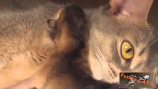 Cute Mother Cats taking Care of its Babies Kittens HD 2015 [upl. by Seerdi279]