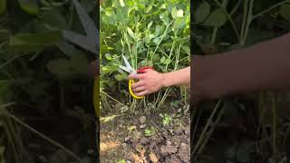 RT 89911168915115444599 mini rotary tillage and ridging allin one tree 🌲 short view rogatorshort [upl. by Seafowl177]