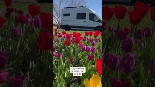 It’s Tulip Time in Pella IA pellaia tulips midwesttravel jkandkiminthecamper vanlife [upl. by Ehttam]