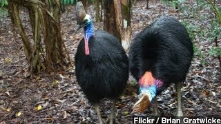 How Did Flightless Birds Spread Across The World [upl. by Kiran]