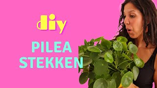 Pilea Peperomioides propagation cuttings  Part 1 [upl. by Ellehcal]