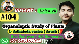 1 Adhatoda Vasica  Organoleptic Study of Plants  adhatodavasica organolepticstudyofplants [upl. by Georg806]