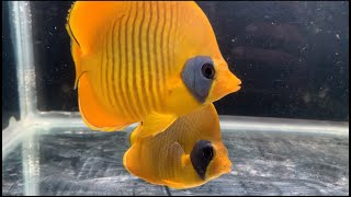 bluecheek butterflyfish Chaetodon semilarvatus [upl. by Atlas]