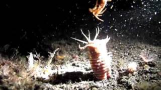 Monster Bobbit Worm Attacking Crab [upl. by Nirroc280]