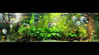 angelfish community tank [upl. by Adlog383]