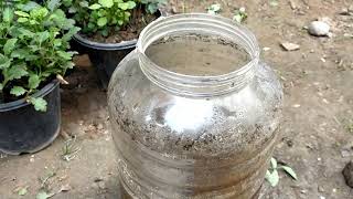 गुलदाउदी को winter flowering के लिए कैसे तैयार करें ll Fertilizer for chrysanthemum viralvideo [upl. by Acirrej]