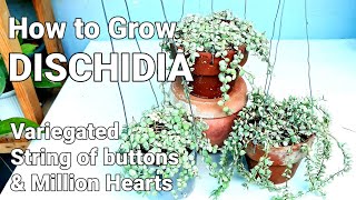 DISCHIDIA PLANT CARE GUIDE  Variegated String of Buttons amp Million Hearts dischidiaplantcareguide [upl. by Blain]