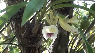 ORQUÍDEA GALEANDRA GALEANDRA MINAX DENDROBIUM NOBILE ORCHID Planta ornamental Natureza bonita [upl. by Phyllys384]