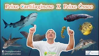 Diferença entre Peixe Ósseo e Cartilaginoso [upl. by Kenzie75]