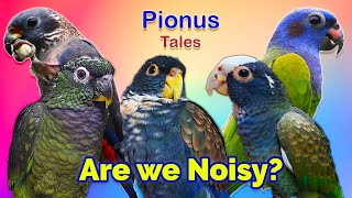 Complete Guide to Pionus Parrot General Behaviour [upl. by Seravart837]