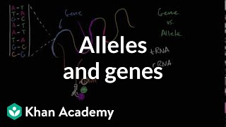 Alleles and genes [upl. by Armillas]