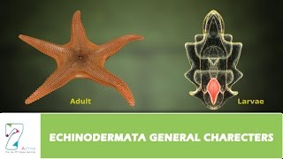 ECHINODERMATA GENERAL CHARECTERS [upl. by Eyk]