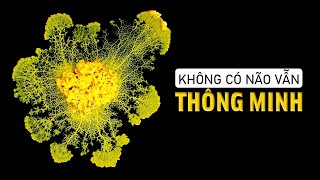 786 Ảo Ma Nấm Nhầy Không Não Vẫn Thông Minh Như Kỹ Sư [upl. by Recnal]