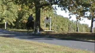 Gaited Morgans Missouri Morganscom wwwmissourimorganscom [upl. by Itnahs]