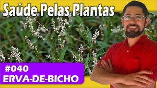 Saúde Pelas Plantas  Ervadebicho hemorroidas varizes vermifuga inflamação analgésica [upl. by Trub909]