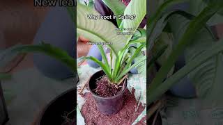 Quick Spathiphyllum Sensation repot RepottingPlants Spathiphyllum SpringGardening [upl. by Brookner]