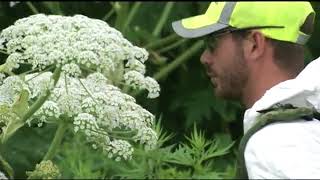 Hogweed Plant Continues to Spread [upl. by Ecadnarb]