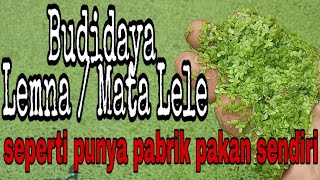 Budidaya Mata Lele  Lemna  Duckweed [upl. by Goldston]