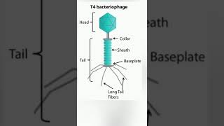 T4 Bacteriophage structure  Virus Structure class 11 biology revision short Neet 2025 exam [upl. by Larkin]