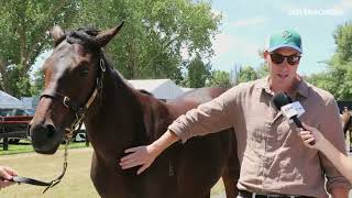 Finding future champions at NZB Karaka Yearling Sales with Bloodstock Agent Andrew Williams [upl. by Bowrah]