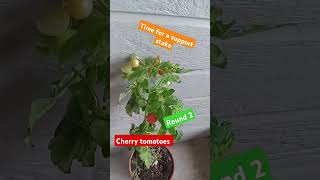 Cherry tomato plant Showcase Round 2 harvest gardening harvesting tomatoes cherrytomatoes [upl. by Neehahs]