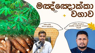 Manioc Cultivation  අල වගාවක් කර ජීවිතය ජය ගන්න මඤ්ඤොක්කා වගාව අරඹන්න  මඤ්ඤොක්කා වගාව මුල සිට සරලව [upl. by Atteynot]