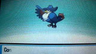 Pokemon SoulSilver Murkrow evolve [upl. by Fishman811]