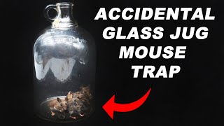 Glass Jug Mouse Trap Accidental Success Simple Mouse Trap That Works Mousetrap Monday [upl. by Harbard]