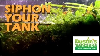 How to siphon a dirted planted aquarium jungle val tips [upl. by Ayoj]