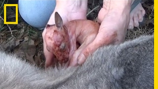 Watch Baby Kangaroo Rescued After His Mother Dies  National Geographic [upl. by Enirehtacyram]