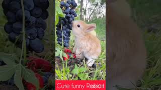 Cute funny Rabbitshortsshortsfeed youtubeshorts Trending 2024 [upl. by Phoebe]