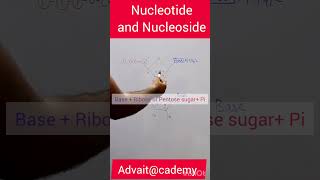 Nucleotide and Nucleoside [upl. by Ginevra]