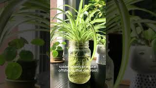 5 plants that grow and bloom in water no need the soil garden short shortvideo shorts usa [upl. by Bernardine]