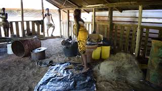 Traditional Maroon way of treshing rice in Gonini river French Guiana [upl. by Ahsiram96]