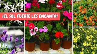 ¡5 HERMOSAS flores RESISTENTES al SOL DIRECTO  ¡Soportan CALOR en EXCESO [upl. by Arodaeht]