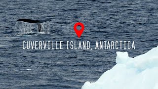 Cuverville Island Antarctica 4K [upl. by Auguste]