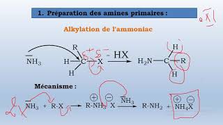 S5la synthèse des amines aliphatiques  alkylation Gabriel et transposition de HoffmanDARIJA [upl. by Gnex]