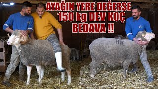 150 KG LÄ°K DEV KARACABEY MERÄ°NOS KOÃ‡LARI  KÃ–Y HAYATI VE HAYVANCILIK  KURT BOÄžAN Ã‡OBAN KÃ–PEKLERÄ° [upl. by Ruon]