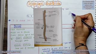 What is Zenkers Diverticulum Causes Symptoms amp Treatment  Oesophagus  Surgery Lecture in Hindi [upl. by Corvin]